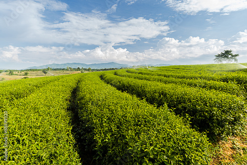 Nice tea plantation scene