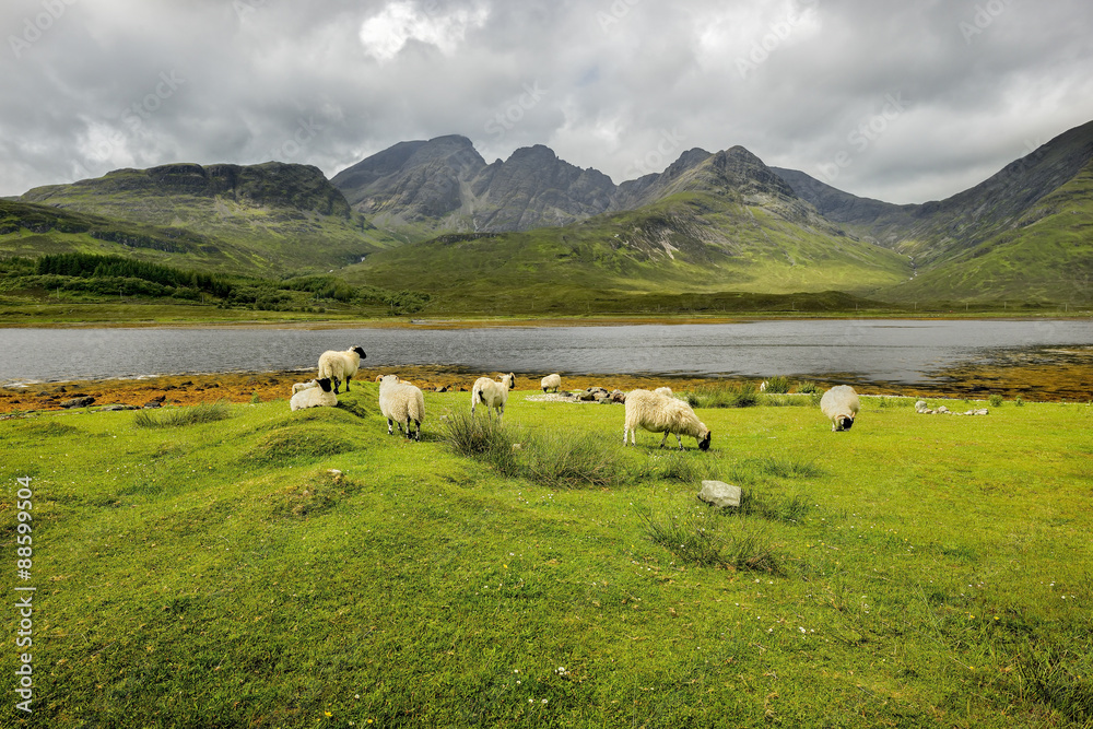 Flock of sheep grazing, Scotland, Elgol