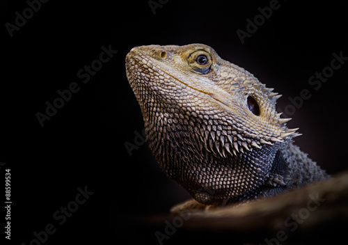 Bearded Dragon