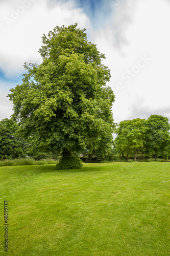 Old Lime tree In lincolshire photo