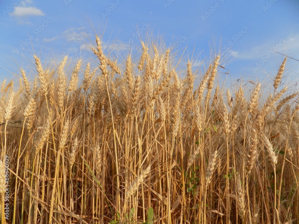 Barley field and sky Barley field and sky