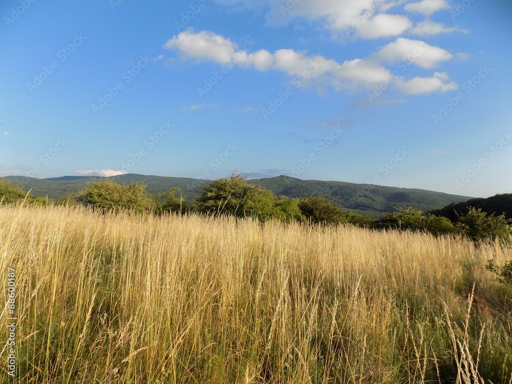 Meadow, forest and sky