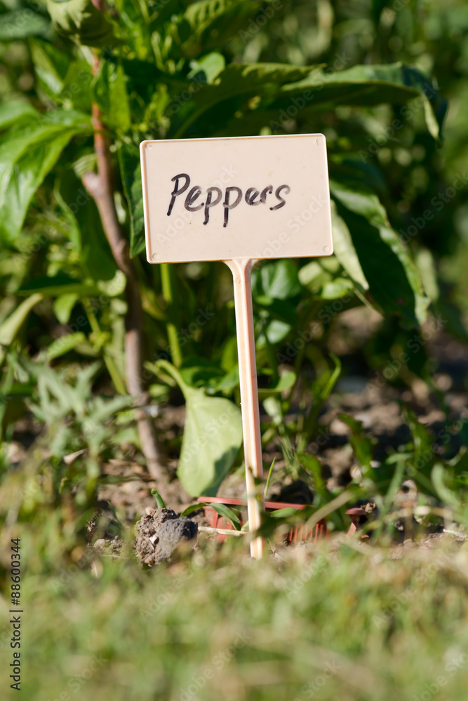 Peppers garden label