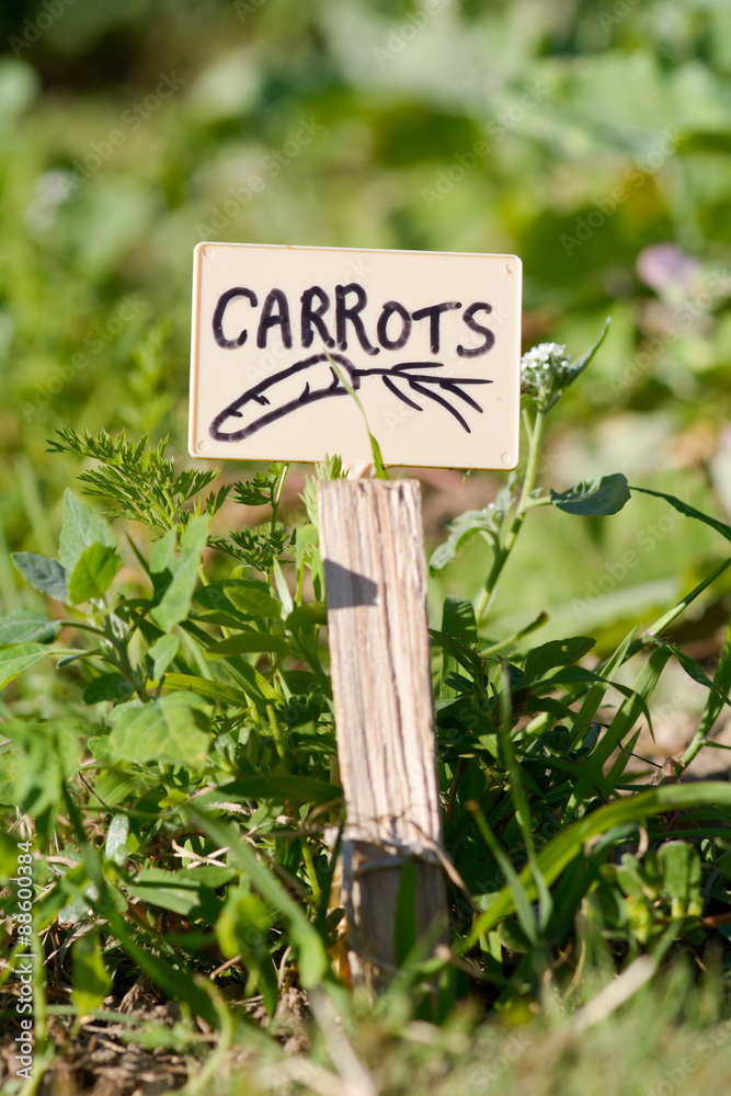 Carrots garden label with image of carrot