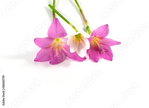 pink Rain lily flower on white background  isolated