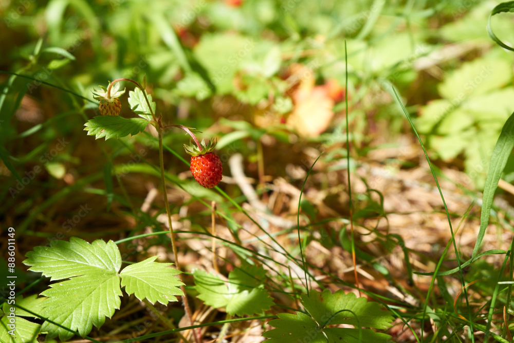 forest strawberry