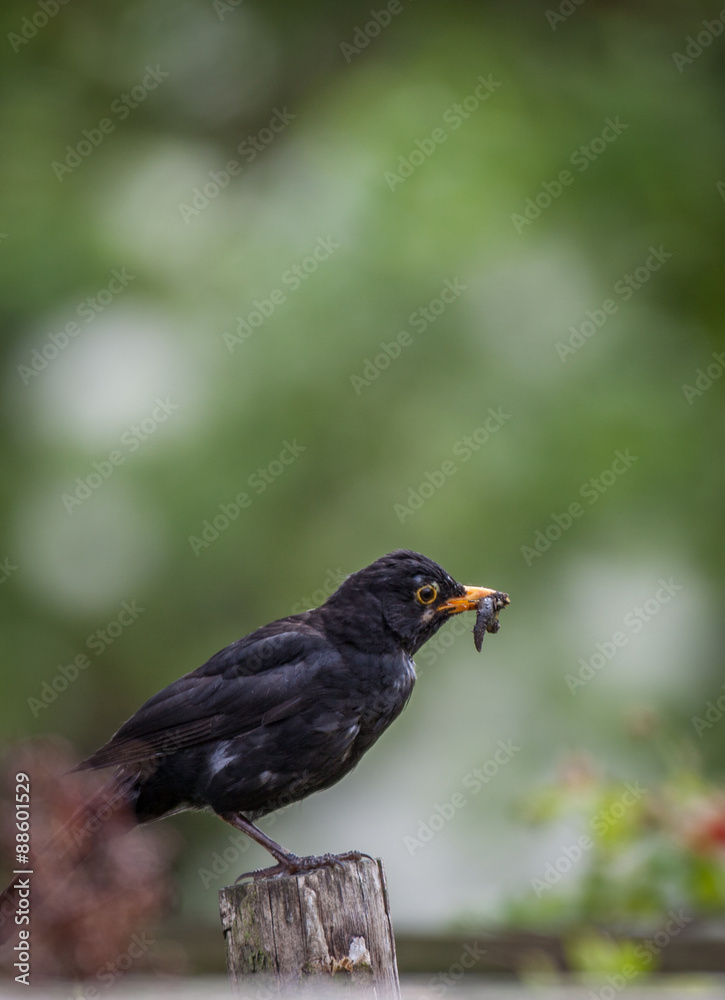 Fototapeta premium Black bird