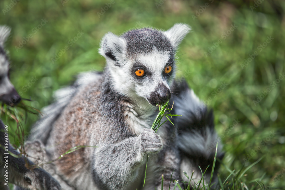 Obraz premium Ring tailed Lemur
