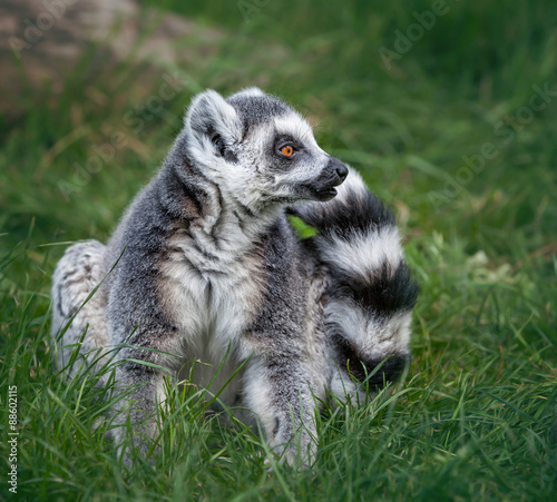 Ring tailed Lemur