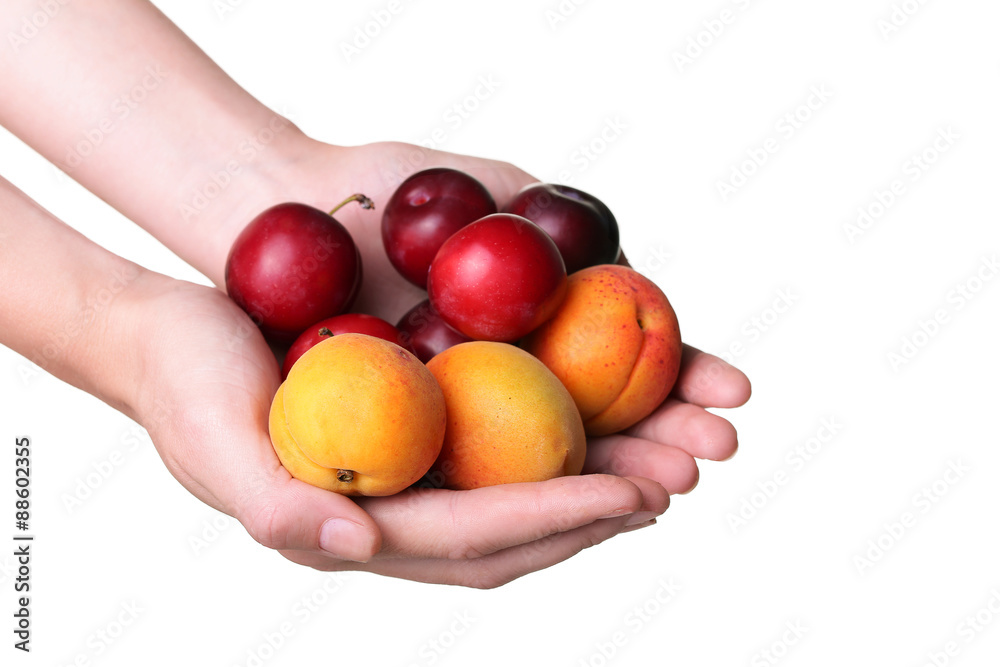 plums and apricots in hand on white isolate plums and apricots in hand on white isolate