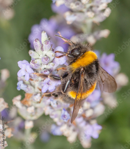 Bee on Lavander