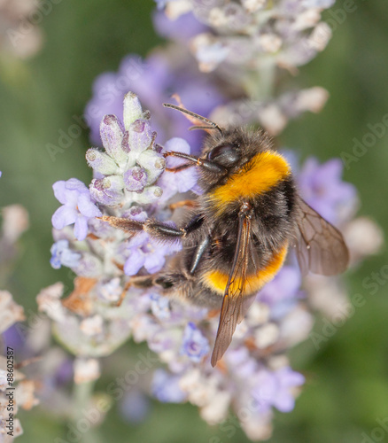 Bee on Lavander photo