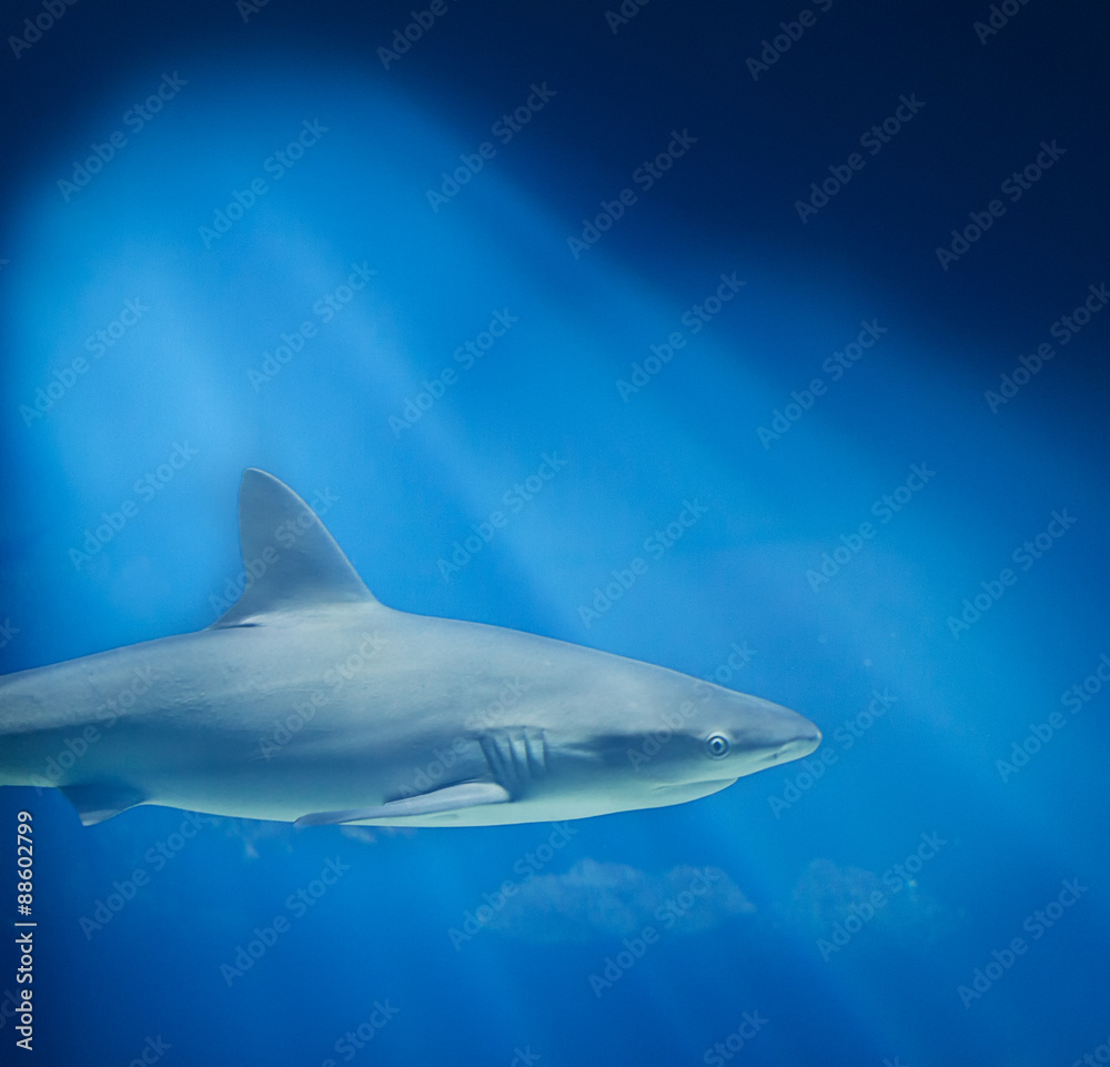 Fototapeta premium Shark