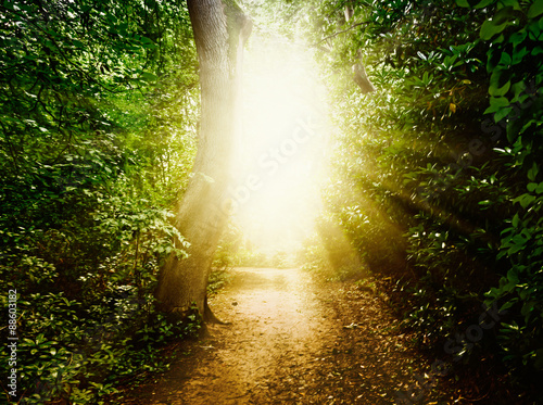 Foto Forest Path