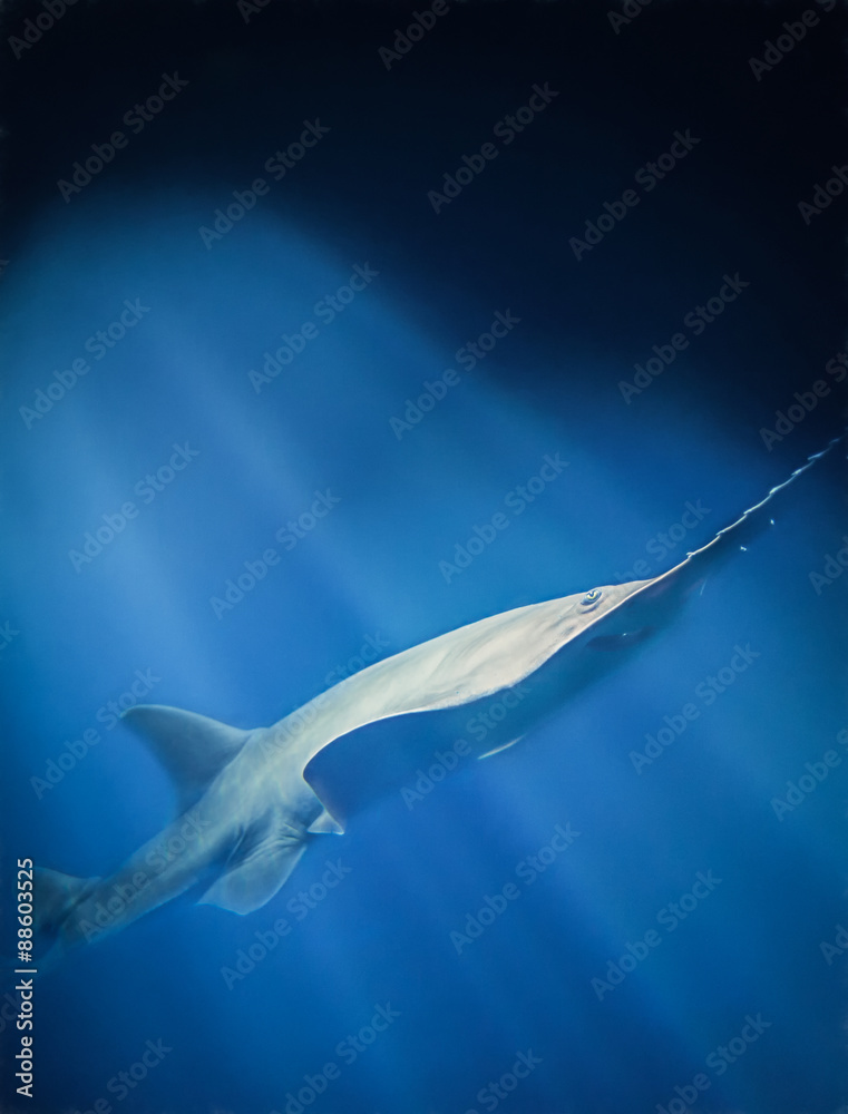 Obraz premium Green saw fish swimming through sunbeam