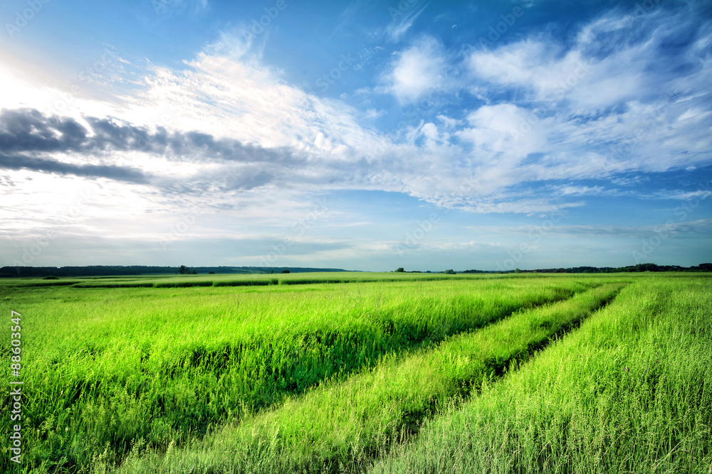 Fototapeta premium Road into the field with bright green grass