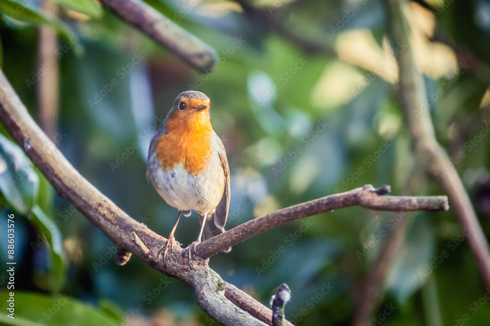 Robin Robin