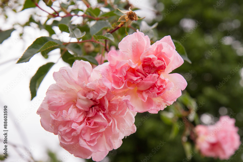 Fototapeta premium Roses