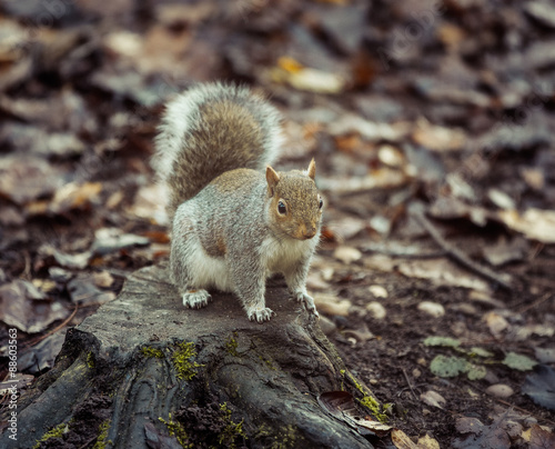 Squirrel © shaunwilkinson