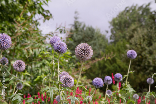 Thistle