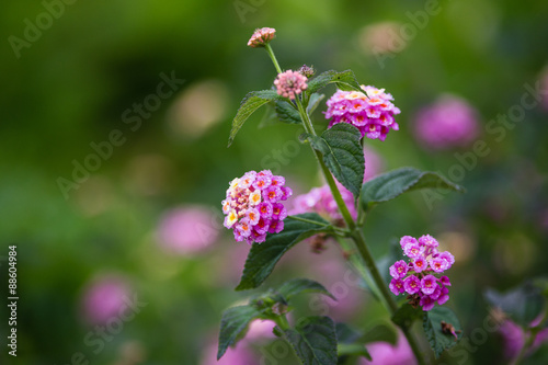 Lantana camera flower