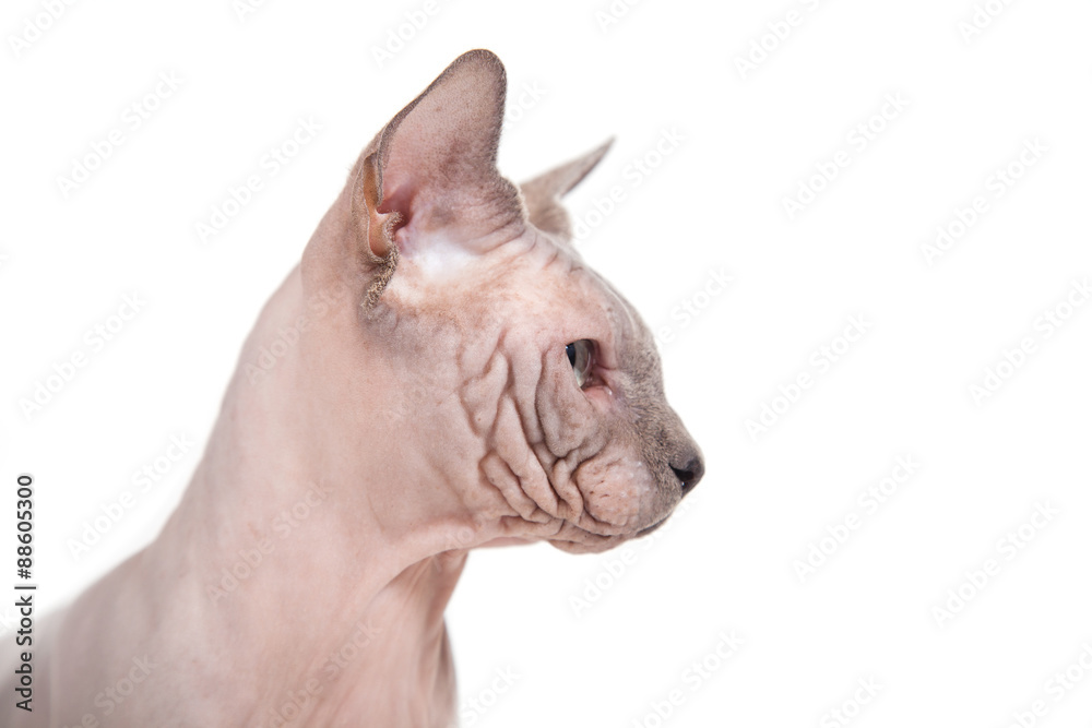 Sphynx cat on a white background. Sphynx cat on a white background.