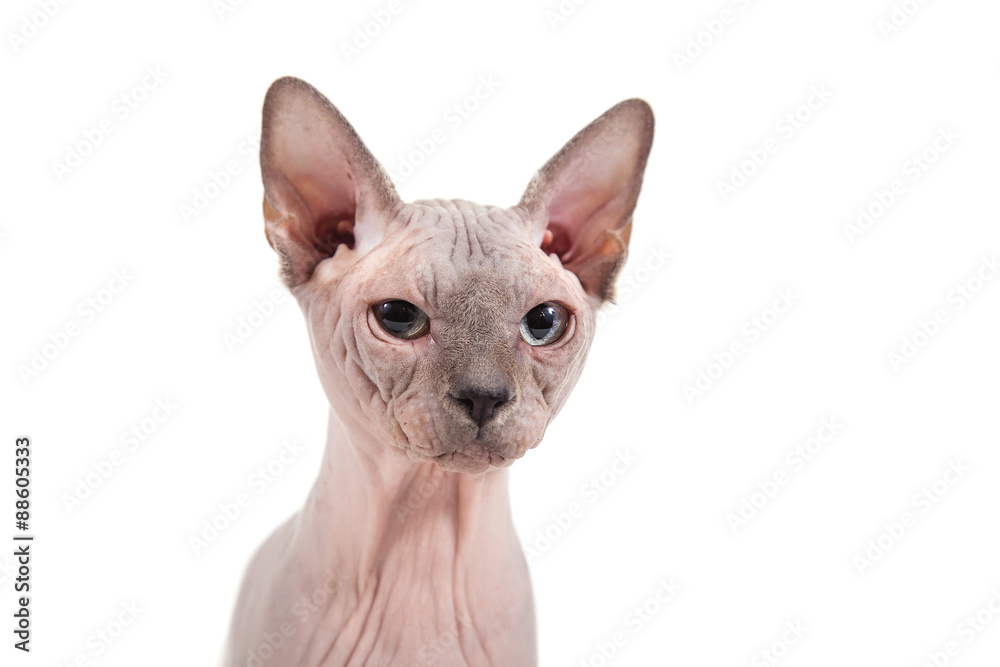 Sphynx cat on a white background.