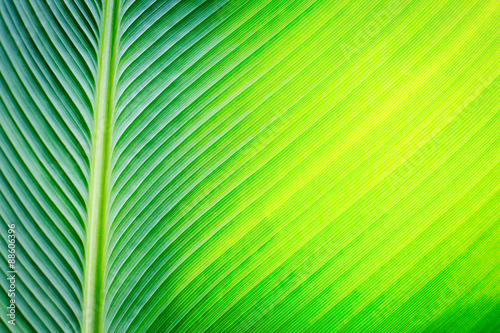 Green leaf