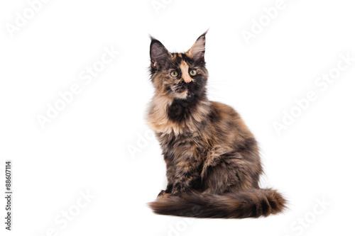 Fototapeta Naklejka Na Ścianę i Meble -  Maine Coon kitten sitting in front of white background. Cat three months.