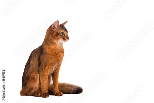Fototapeta Naklejka Na Ścianę i Meble -  Somali cat on on white background. Cat sitting.