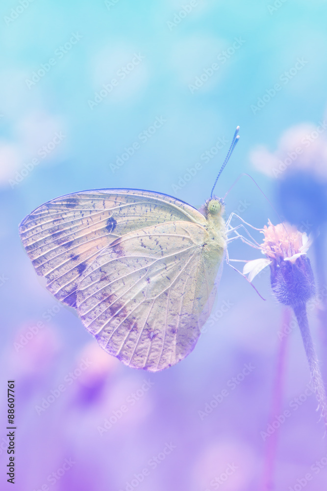 Naklejka premium Butterflies and Flowers