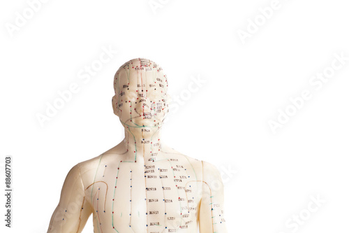 acupuncture model of human