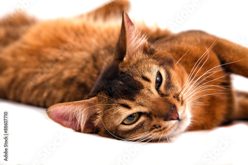 Somali cat on a white background. Cat lying. photo