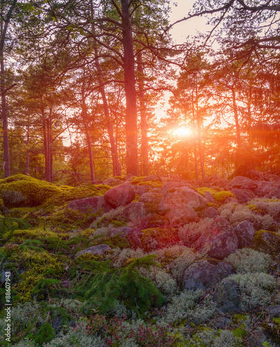 Beautiful orange sunset in the forest Finland.