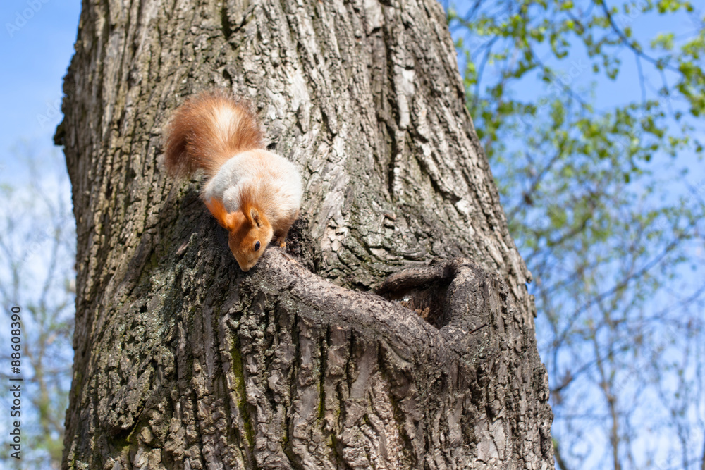 Obraz premium Spring squirrel