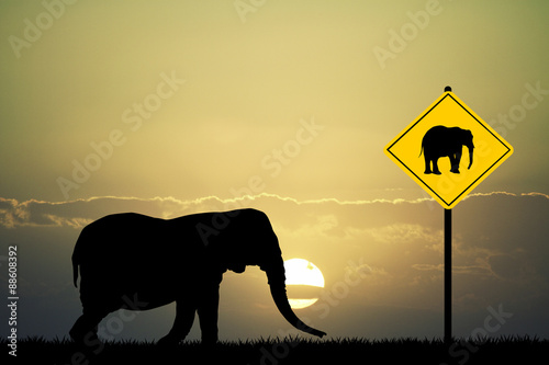 attention to the elephant