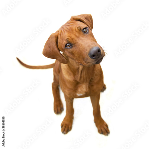Young reddish dog from above, head, sideways, isolated  on white  background 