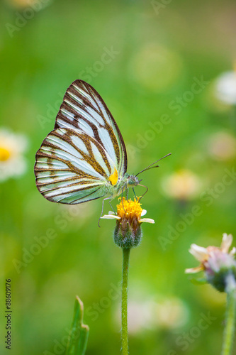 Butterfly on Flower © beerphotographer