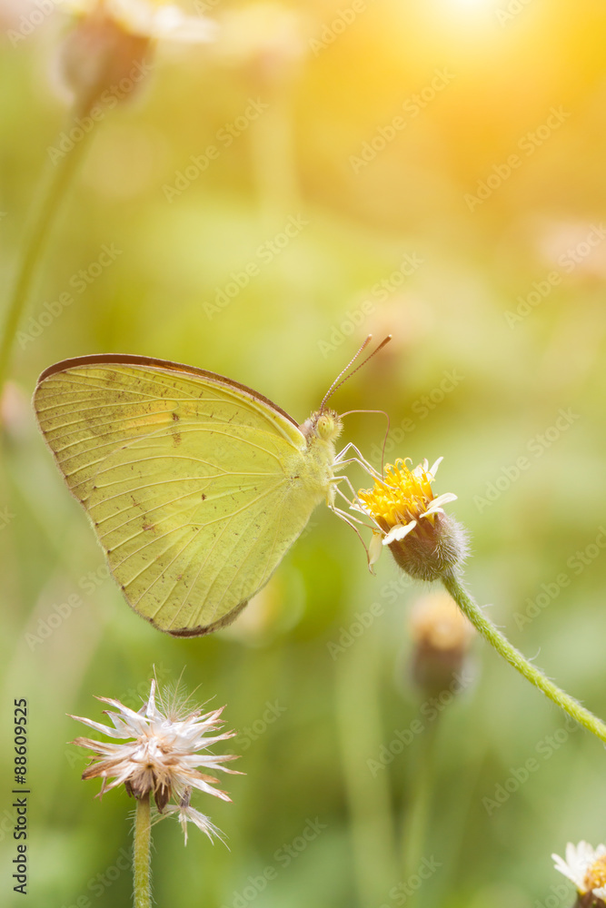 Fototapeta premium Flowers and butterflies on Morning Light
