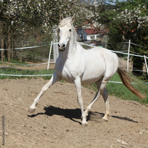 Amazing white andalusian mare