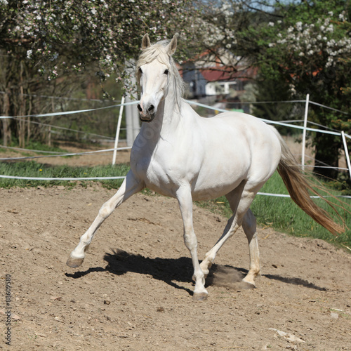 Amazing white andalusian mare © Zuzana Tillerova