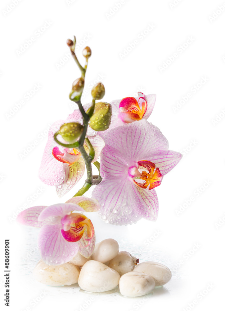 branch of pink orchids with zen stones on a white background