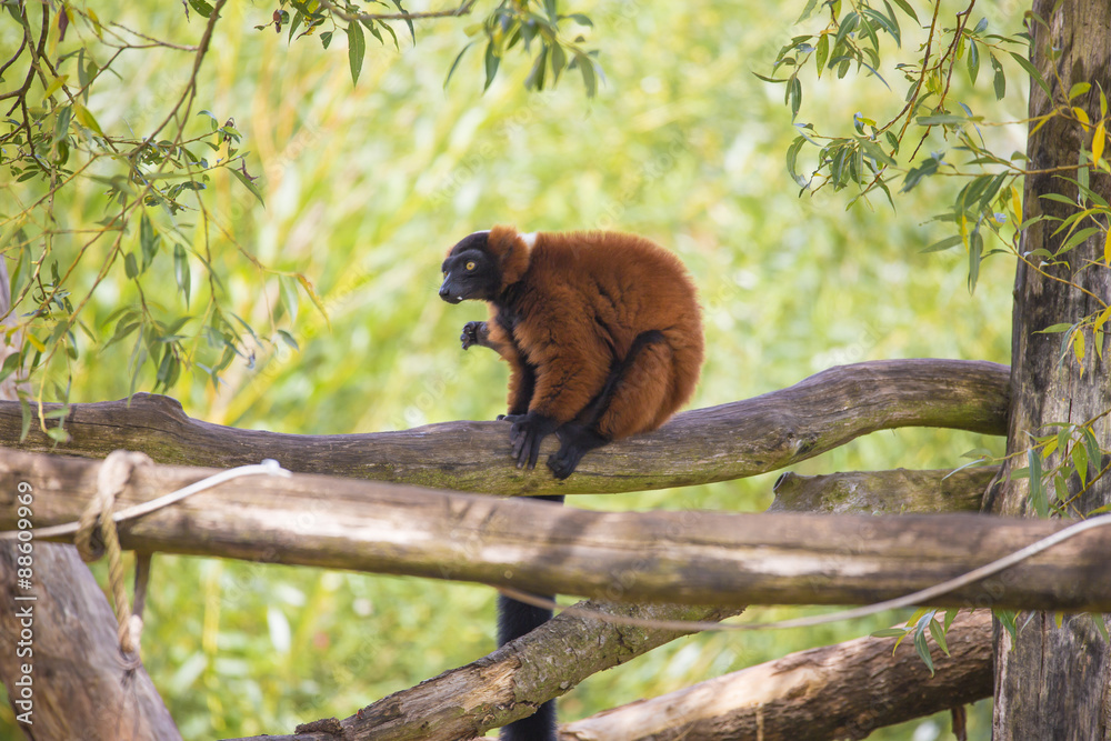 Fototapeta premium Le plus prolifiques des Lémuriens
