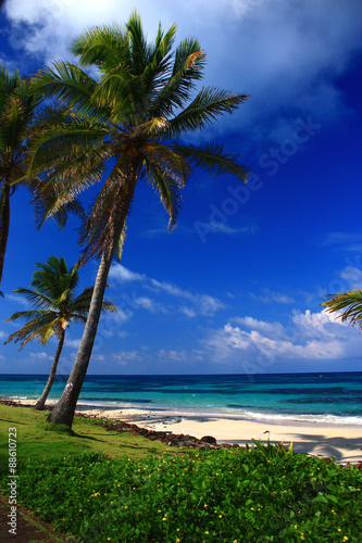 Palm trees on the beach in front of turquoise Caribbean sea