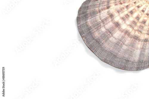 Seashell Lyropecten nodosus photo