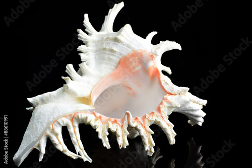 Seashell Chicoreus ramosus photo