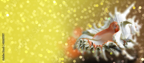 Seashell Chicoreus ramosus on sparkling bokeh background photo