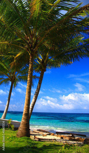 Fototapeta Naklejka Na Ścianę i Meble -  Palm trees on the beach in front of turquoise Caribbean sea