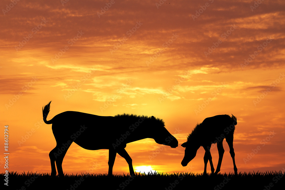 zebras silhouette at sunset zebras silhouette at sunset