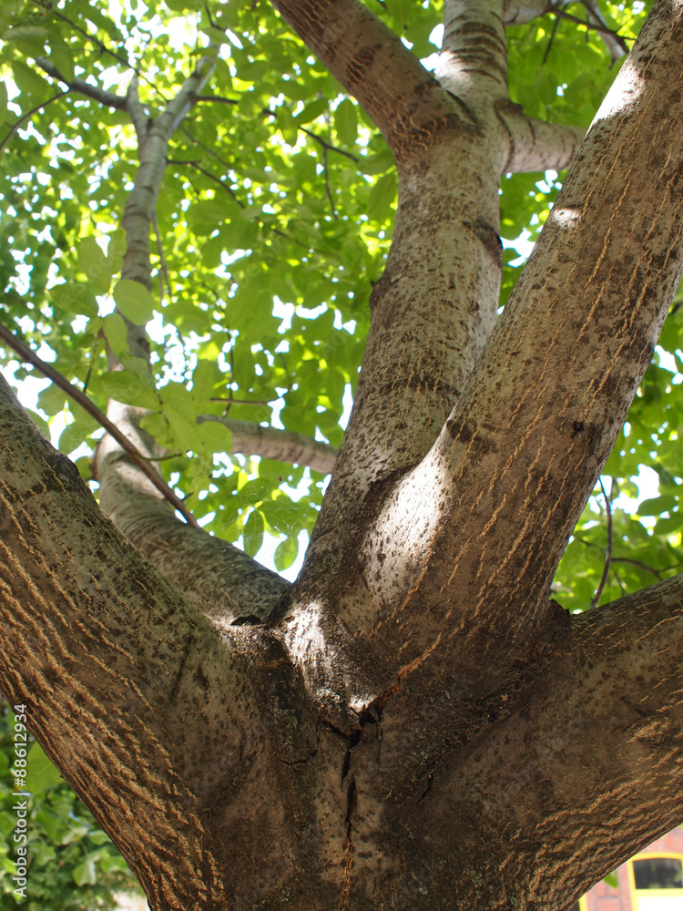 Large branches walnut textured bark in the foreground Large branches walnut textured bark in the foreground